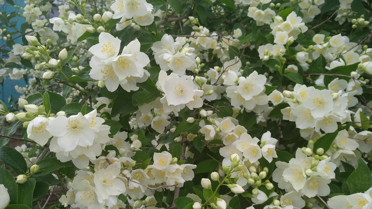 Куст жасмина просто огромный !!!! - YouTube