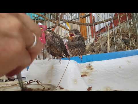 The buzzards (aka the three sparrows) having lunch