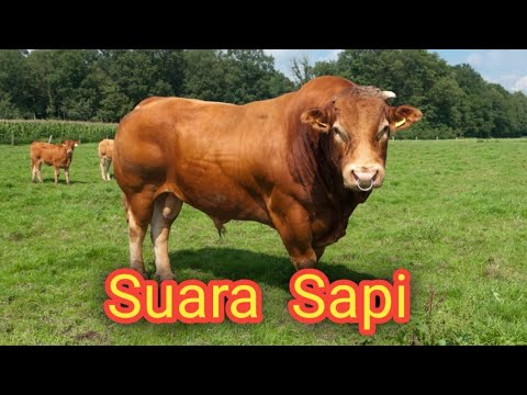 Suara Sapi Memanggil Temannya. 🔊