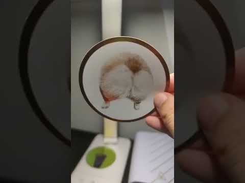 Corgi butt stickers