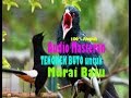 Masteran Audio Masteran Untuk Murai Batu Ampuh Mp3 - Mp4 Download