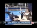 2attaque dorque  sea world killer whale attack at sea world