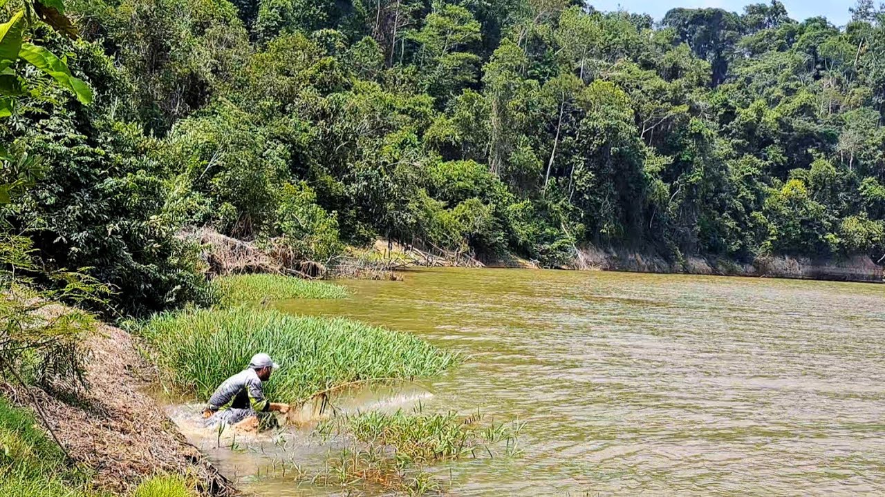 SÓ FALTOU ESSE PEIXE MI PUXAR PRA ÁGUA /PESCARIA RAIZ COM VARA DE BAMBU NA REGIÃO DA AMAZÔNIA.
