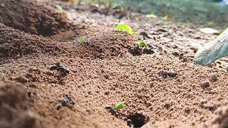 Tiny Ants : Big Lesson 🐜