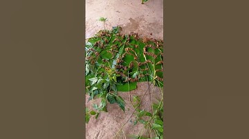 1.6 ký sâm Ngọc linh rừng dân đi cả mấy tháng mới gom được mời các bác siêu tầm 0377965679 e Nguyệt