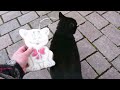 😻🧡 HochzeitsKatze 🦄🐘