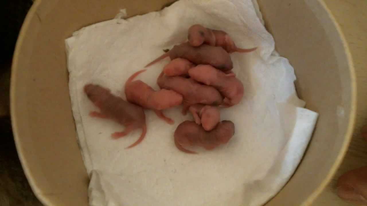 Cute Baby Mice Pinky First Day Youtube