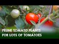 How to Prune Tomato Plants to Grow LOTS of Tomatoes