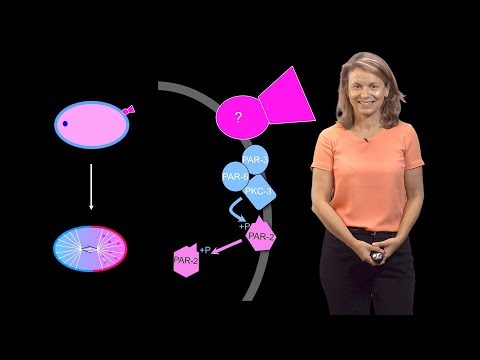 Video: Kas yra probranduolis biologijoje?