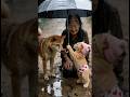 This Shiba Inu got the orange cat's help to punish the bad driver.#cat #dog #love #karma #shorts
