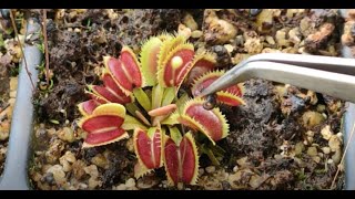 How to feed Venus Flytraps (Dionaea muscipula) with mosquito larvae