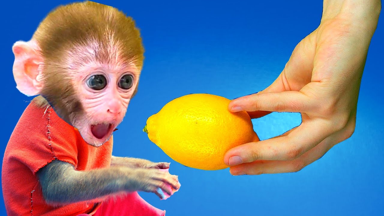 Yummy Yummy Fruits Monkey | Nursery Rhymes and Kids Songs - YouTube