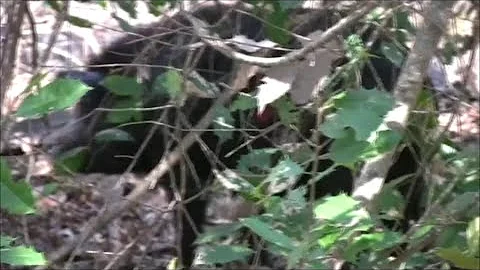 Craziest Wild Hog Hunting EVER!  Part 6 - BACON!