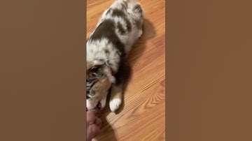 Training Mini Aussie puppy