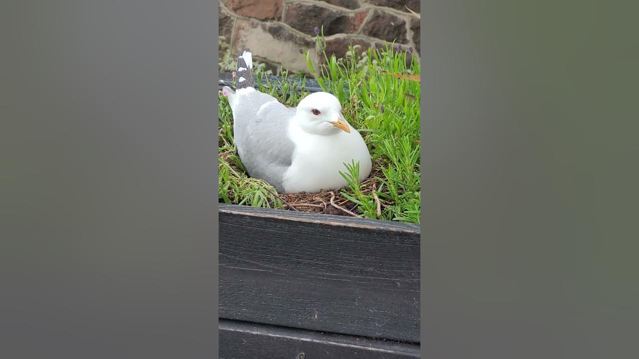 Bird sitting on eggs YouTube