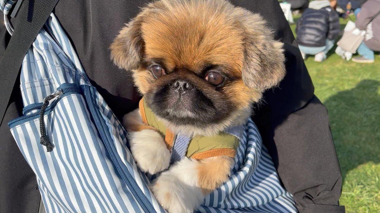 とてつもなくかわいいペキニーズの集まりに参加してきた【ペキニーズのちょび】