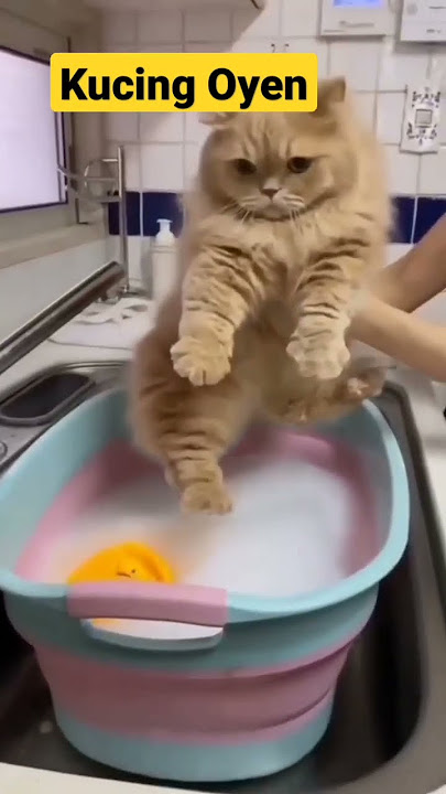 Kucing Oren Lucu gak mau mandi ges #Short