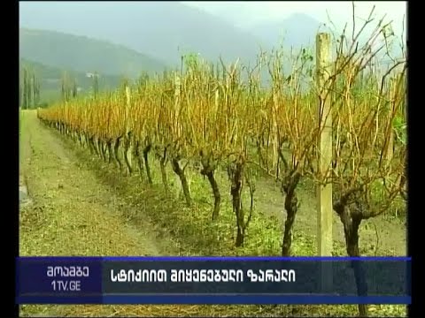 კახეთში სტიქიის შედეგად მიყენებული ზარალის დათვლა სრულდება