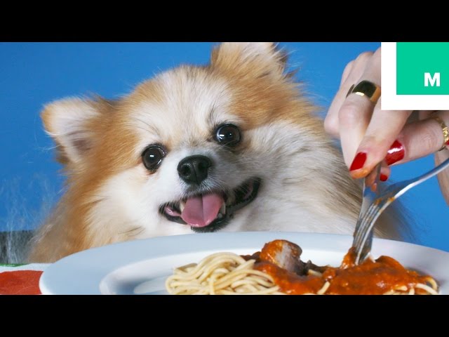 Dogs Eating With Their Humans is Pretty Damn Cute - YouTube