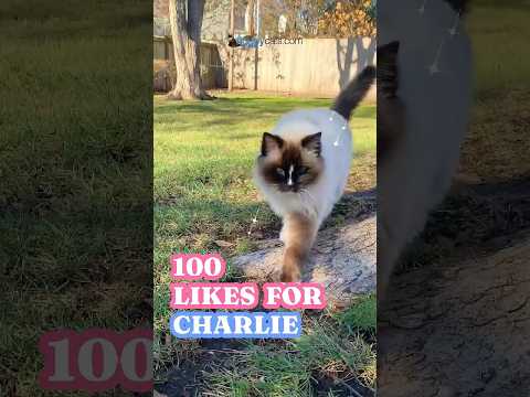 I'll Take 100 Loyal Likes and a Catnap, Thanks. #HolidaysOnShorts