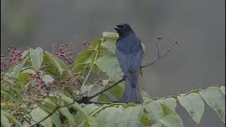 Chèo bẻo mỏ quạ - Crow-billed Drongo