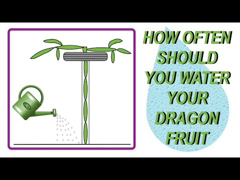 How Often Should You Water Your Dragon Fruit (Pitaya)