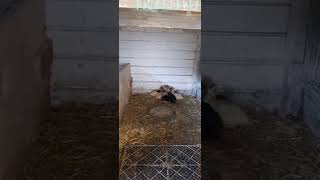Чем пропоить утят.#шипуны #мускусныеутки #утята
