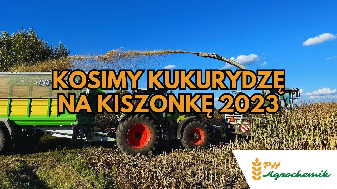 Koszenie kukurydzy kiszonka 🌽 2023 🔥 Claas Jaguar 950 🔥 Orbis 600 Axion 930 870 PH Agrochemik 🟠🟢🟢