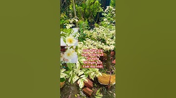 Cây Mai Nhị Ngọc Toàn lá cẩm thạch rất đẹp | 0386569374 - Ngọc Ngân Bến Tre | Chuyên cây độc lạ