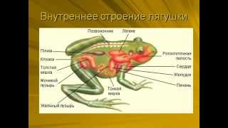 Класс Земноводные, или Амфибии.AVI Класс Земноводные, или Амфибии.AVI