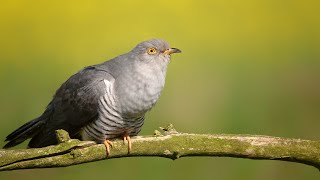 Kukačka obecná | Common Cuckoo