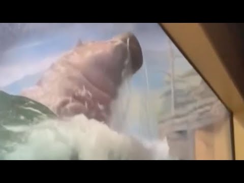 Videó: Pet Scoop: A rendőrség megragadja a Fawn-t a 20 lábas mélytükörből, a világ legrégebbi hippóhalálából