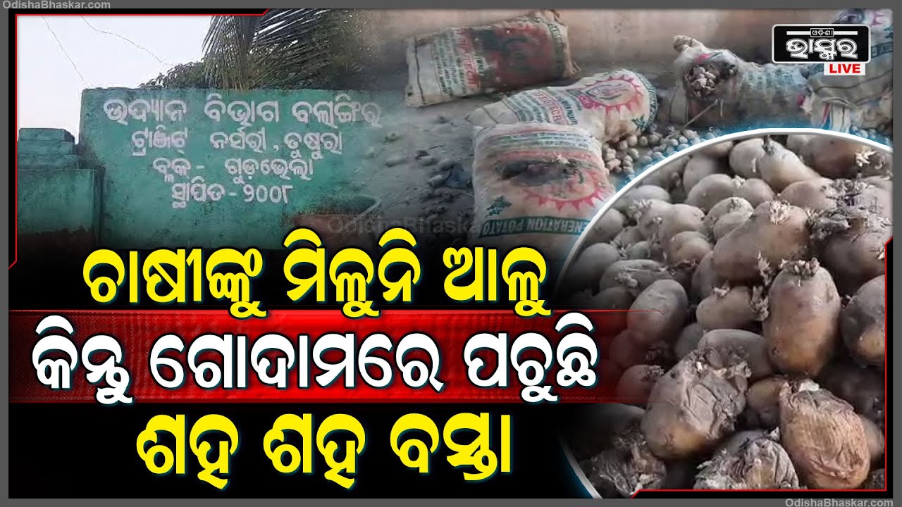 ଗୋଦାମ ଘରେ ରେ ପଚି ପଡିଛି ଶହ ଶହ ବିହନ ଆଳୁ ବସ୍ତା ... ଗୁଡଭେଳାରେ ଫେଲ ମାରିଛି ଆଳୁ ମିଶନ