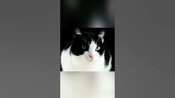 قطه اسود وابيض Black And White Cat 
