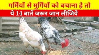 गर्मियों से मुर्गियों बचाना हे तो ये 14 बातें जरूर जान लीजिये(Local chicken farming in summer)