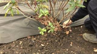 How To Keep Weeds From Growing Using Sheet Mulch