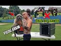 APRESENTAÇÃO LOS GRANDES SHELBY TIGRE A NOVA RAÇA DO BRASIL | Dragons Pit Kennel