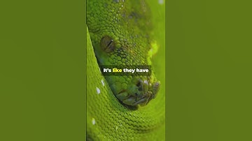 Types of Snakes: Green Tree Python 🐍 #memes #facts #shorts #shortsvideo