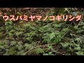 山野草・シダ編#44　ウスバミヤマノコギリシダ