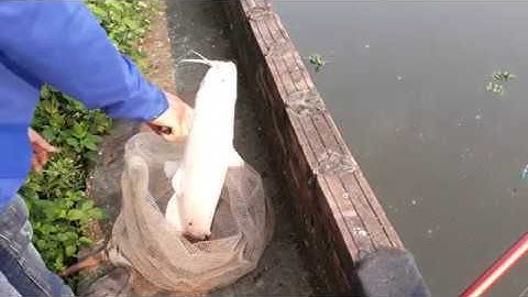 CÂU LỤC CÁ LĂNG VÀNG[Đồ Câu Hải Đăng ]