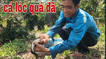 Những Cái Lờ Cá Lóc Gần Cuối Tạo Nên Kỳ Tích Quá Bất Ngờ # SĂN BẮT ĐỒNG THÁP #