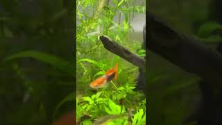 Beautiful Orange Fins Guppy Fish #fish #guppyfish #fishtank #aquriumhobby #aquarius #song #music