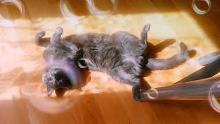 Кот Кузя загорает на солнышке .