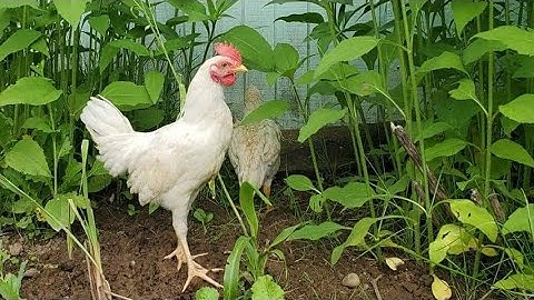 Npau suav pom qaib Os thiab noog txhais li cas