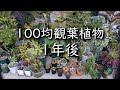 【1年後】100均観葉植物の1年後の成長記録