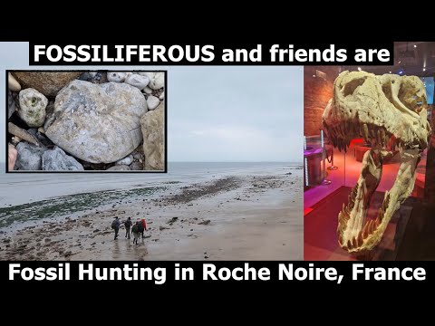 Fossil Hunting In FRANCE Fossiliferous Is At Roche Noire Trouville Sur Mer Looking For Fossils