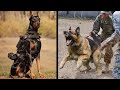 12 Most Incredible Military Dog Breeds!