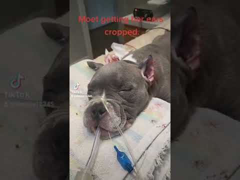 Βίντεο: Πόσο είναι το ear croping για pitbull;