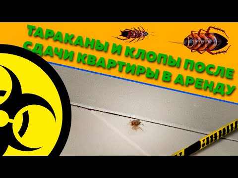 Квартиранты заразили квартиру