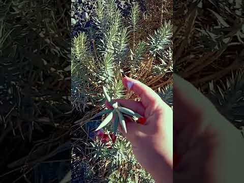 علاج تولال اكسبلور